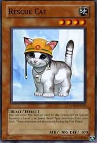 Rescue Cat